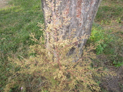 Artemisia annua