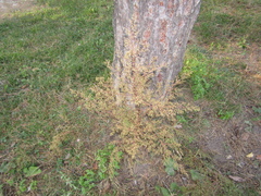 Artemisia annua