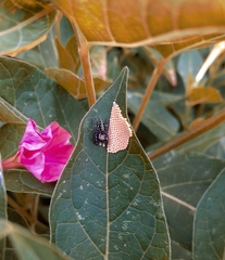 Paraphidippus aurantius