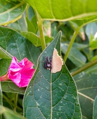 Paraphidippus aurantius