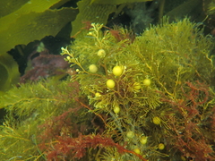 Phyllotricha verruculosa