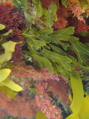 Dictyopteris muelleri