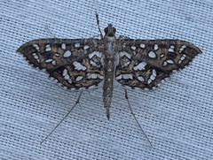 Nausinoe geometralis