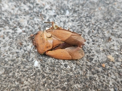 Tessaratoma papillosa