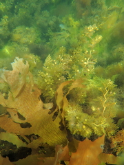 Phyllotricha verruculosa