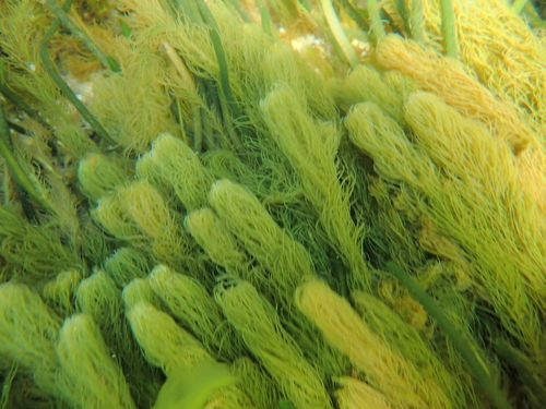 Caulerpa longifolia observed 2023-01-13