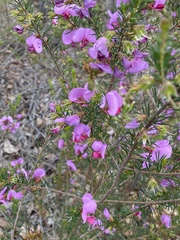 Gompholobium scabrum