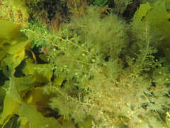 Phyllotricha verruculosa