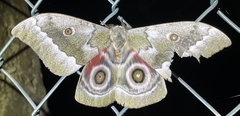 Gonimbrasia zambesina