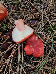 Russula