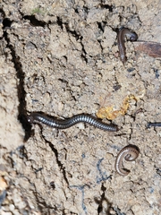 Anaulaciulus tonginus