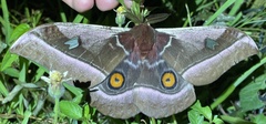 Bunaea alcinoe