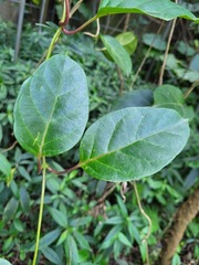 Parsonsia alboflavescens