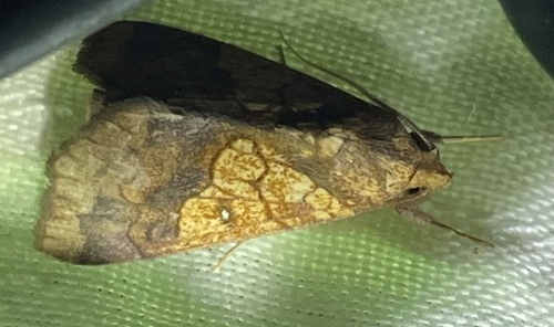 Photo of Tropical Anomis (Anomis flava)