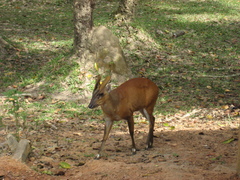Muntiacus vaginalis