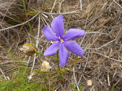 Aristea oligocephala