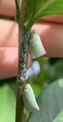 Sanurus