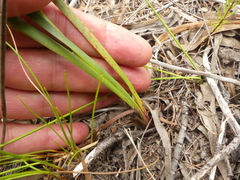 Aristea oligocephala