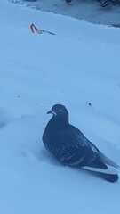 Columba livia domestica