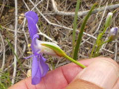 Aristea oligocephala