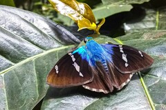 Astraptes fulgerator