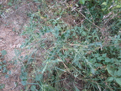 Cirsium arvense arvense