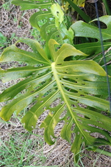 Monstera deliciosa