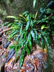 Blechnum patersonii