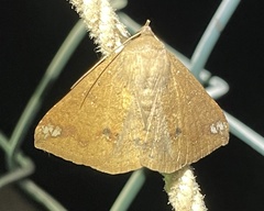 Ericeia inangulata