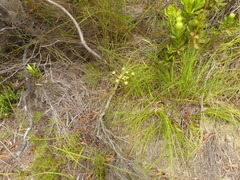 Nanobubon capillaceum