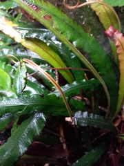Blechnum patersonii