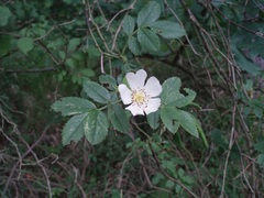 Rosa agrestis