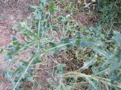 Cirsium arvense arvense