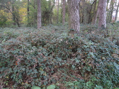 Rubus bifrons