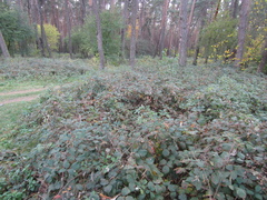 Rubus bifrons