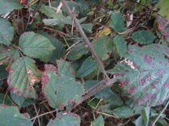 Rubus bifrons