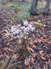 Dipodium pardalinum