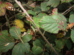 Rubus bifrons