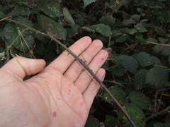 Rubus bifrons
