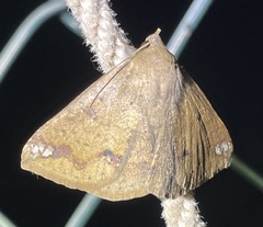 Ericeia inangulata