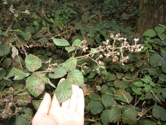 Rubus bifrons