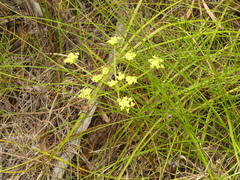 Nanobubon capillaceum