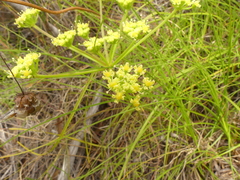 Nanobubon capillaceum