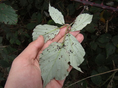 Rubus bifrons