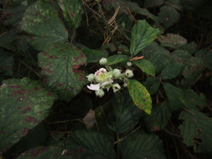 Rubus bifrons