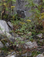 Patrinia rupestris