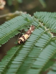 Macrobathra chrysotoxa