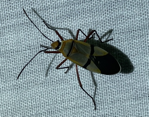 African Cotton Stainer