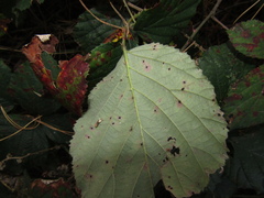 Rubus bifrons