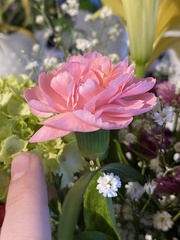 Dianthus caryophyllus